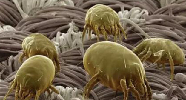 生活中常见的致命毒虫,澳洲常见的几种虫子