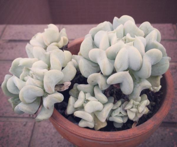 特玉莲多肉容易徒长吗,多肉植物特玉莲怎么养