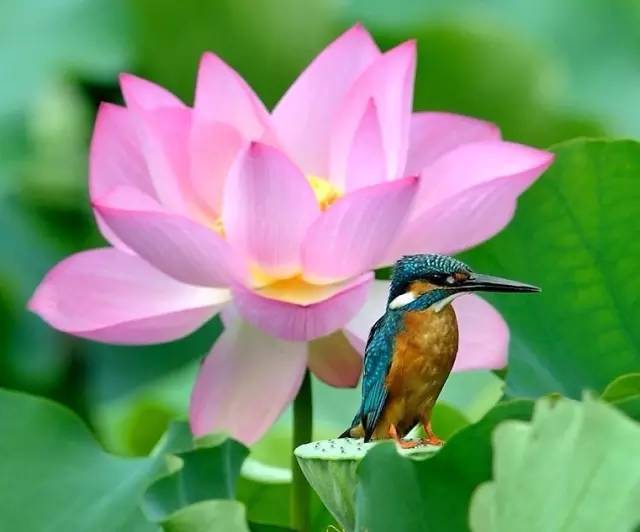 出淤泥而不染荷花之美,如果你是一朵出淤泥而不染的荷花