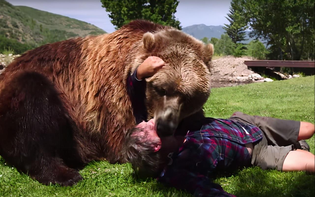 内蒙古棕熊受伤视频,棕熊为什么会被袭击