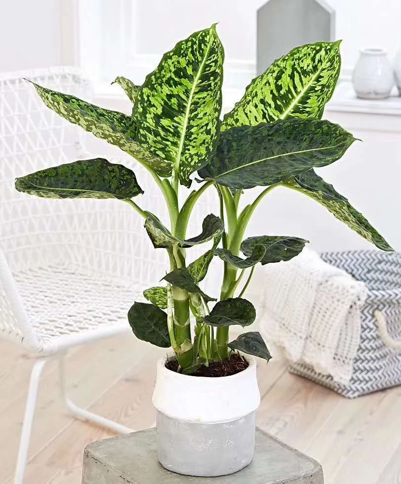 适合养在家里不用晒太阳的花,室内养什么花好养不怕太阳晒