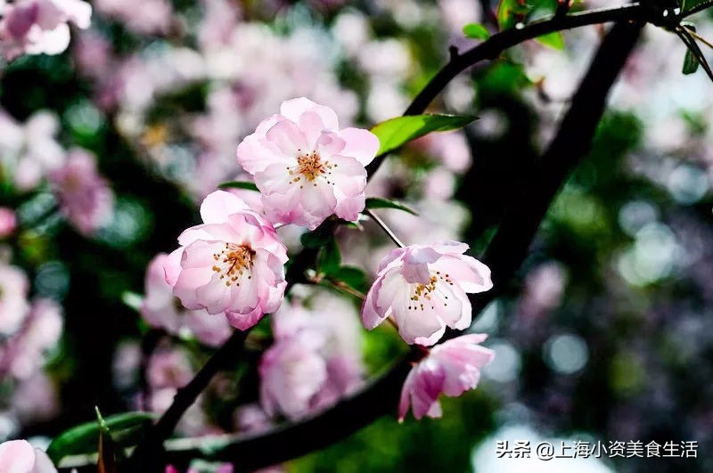 顾村公园一年一度赏樱,顾村公园赏樱点