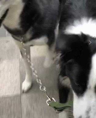 边牧狗和泰迪外观有什么区别,最聪明的边牧狗狗视频