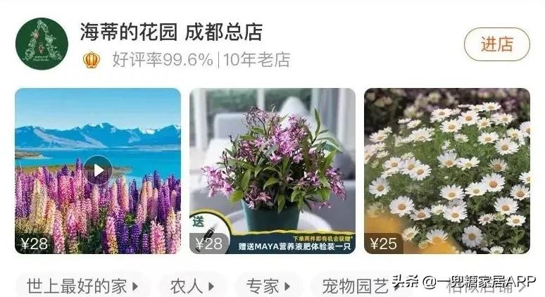 开花植物店铺推荐,适合店铺开花植物