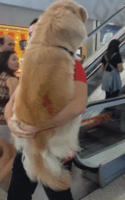 最会撒娇的十种狗,脾气温顺且好养的几种狗