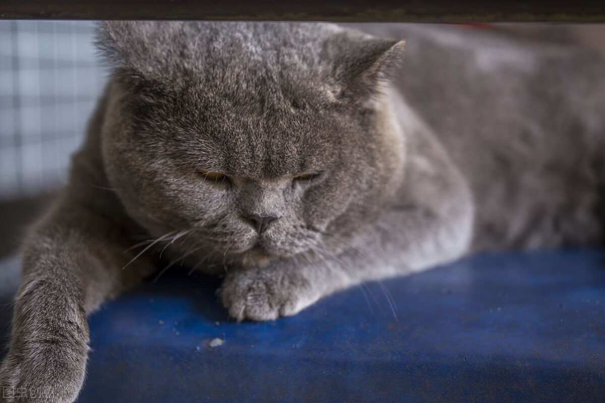 蓝猫饲养技巧大全视频,养折耳蓝猫注意事项