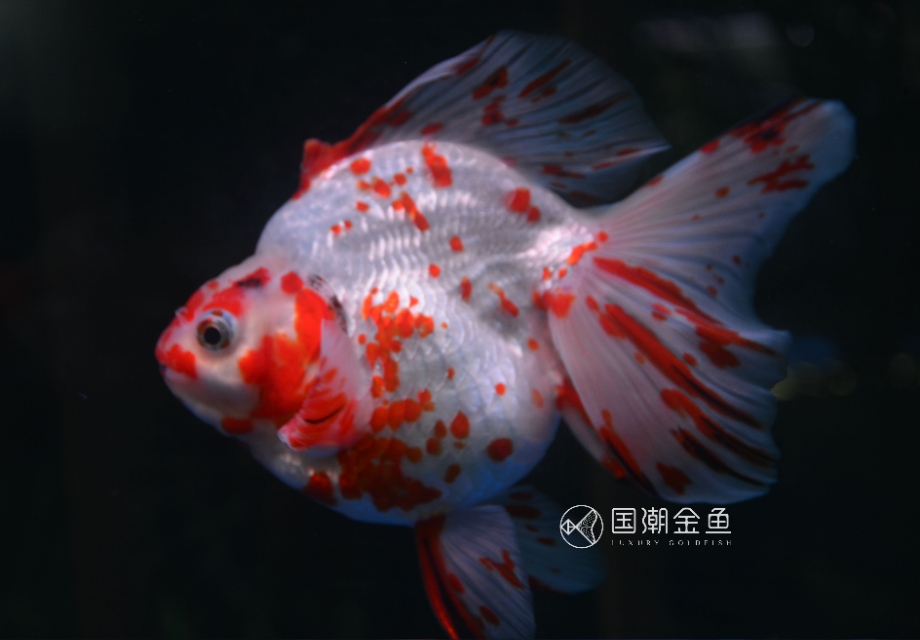 怎么养鱼缸里的鱼成活率才高,小鱼缸养什么鱼好养活新手