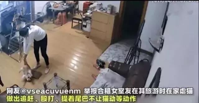 虐猫怎么处理最好,为什么虐猫的越来越多了