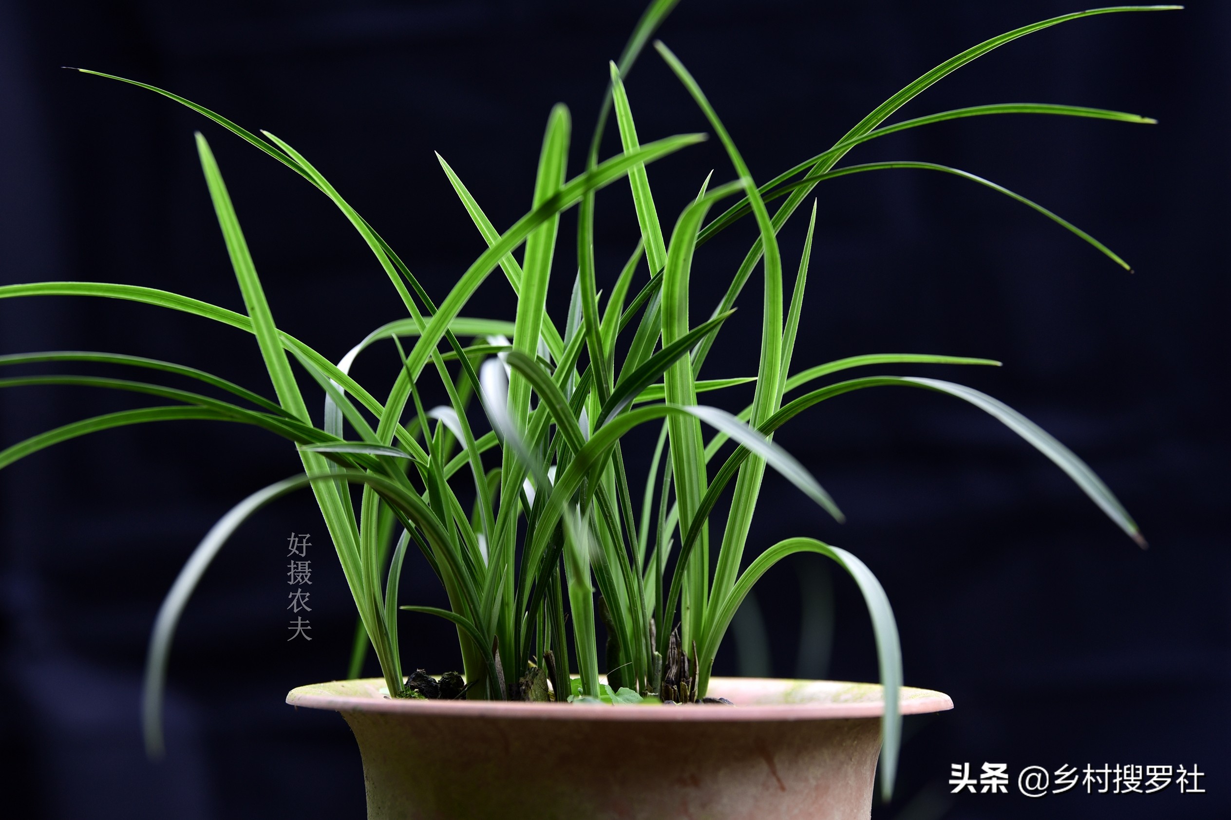 叶片起黑斑冬季爆发的兰花疾病,恶霉灵能治疗兰花叶片发黄黑斑吗