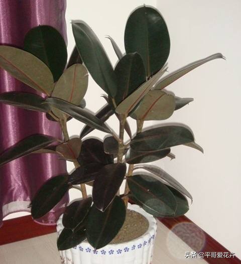 橡皮树叶子发软怎么补救,橡皮树叶子发蔫掉落是怎么回事