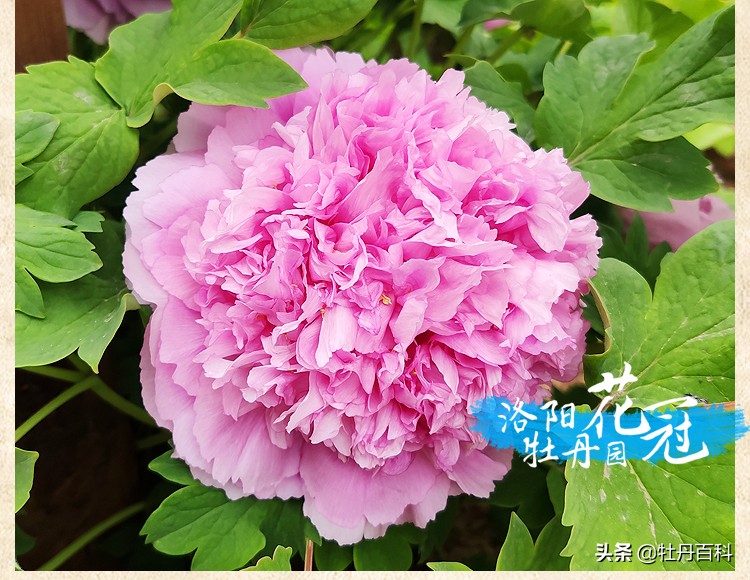 紫蓝魁和魏紫的区别,牡丹紫蓝魁和紫罗兰一样吗