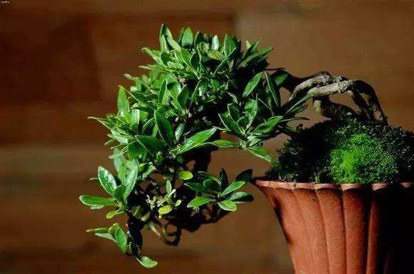 栀子花怎么养不黄叶叶子绿油油,栀子花黄叶的原因及处理方法图片