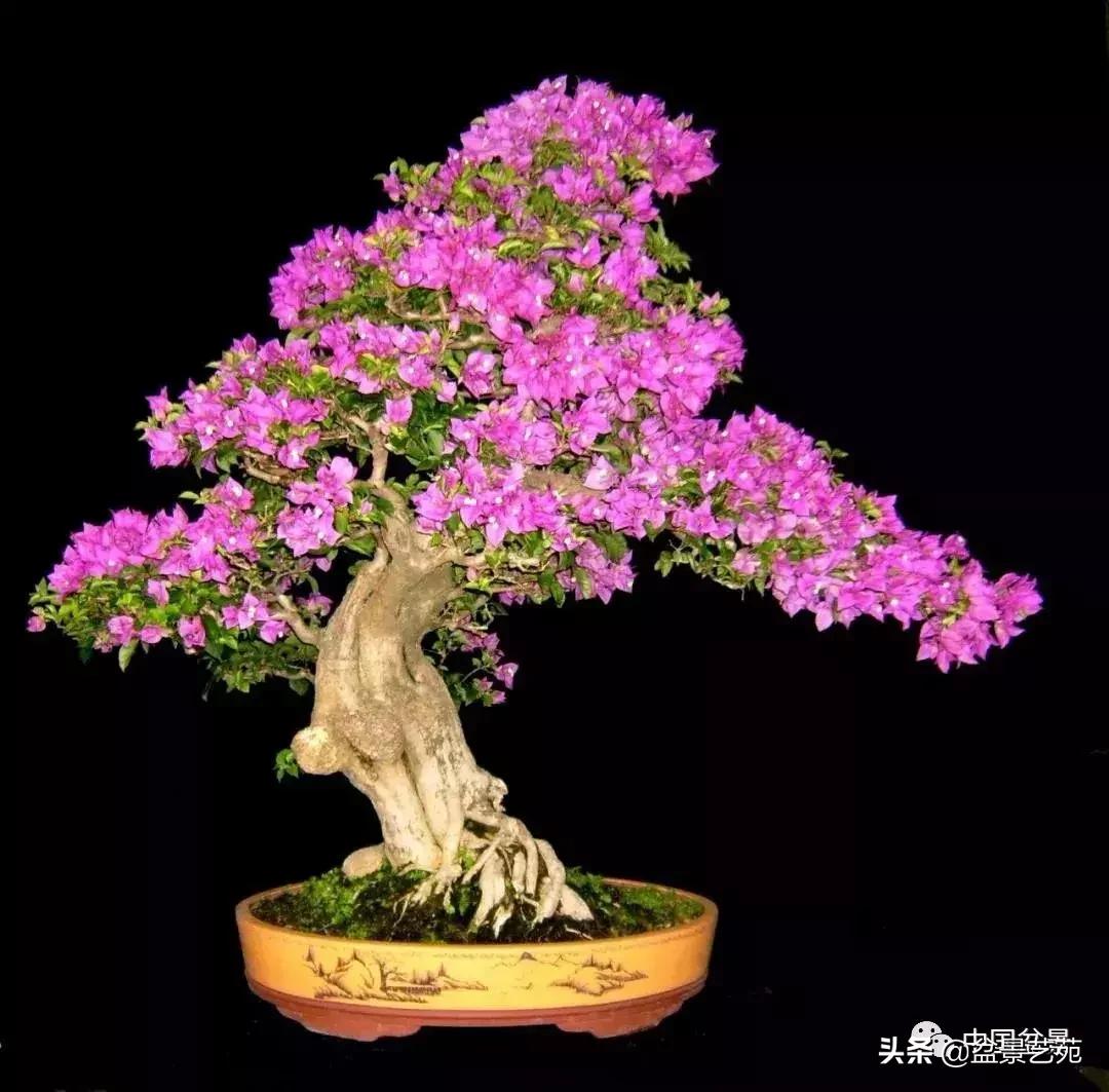 天生好养的36种盆景植物,什么植物盆景适合屋内养