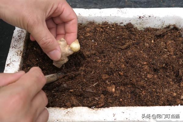 买一块生姜自己种吃一年,买一块生姜自己栽种吃一年