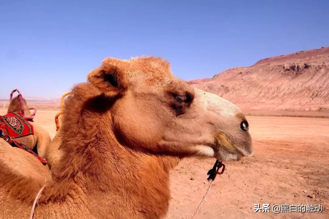 吐鲁番冬天哪里最热,天气太热了新疆吐鲁番