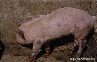 猪疥螨的常见防治方法,有啥妙招能治好猪身上的疥螨