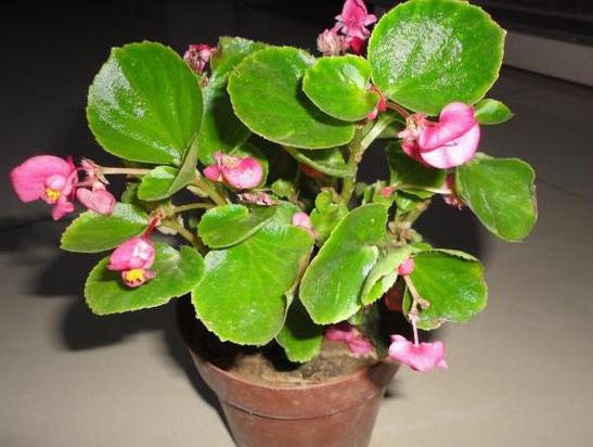 四季海棠养殖方法和扦插最佳时间,四季海棠扦插生根后多久可以移栽