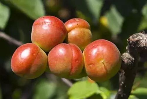 杏是一种什么水果,杏是热带水果么