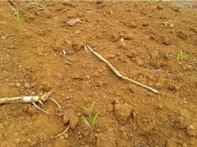 玉米播种后多久下雨最好,玉米种下后遇下雨迟迟不出苗咋办