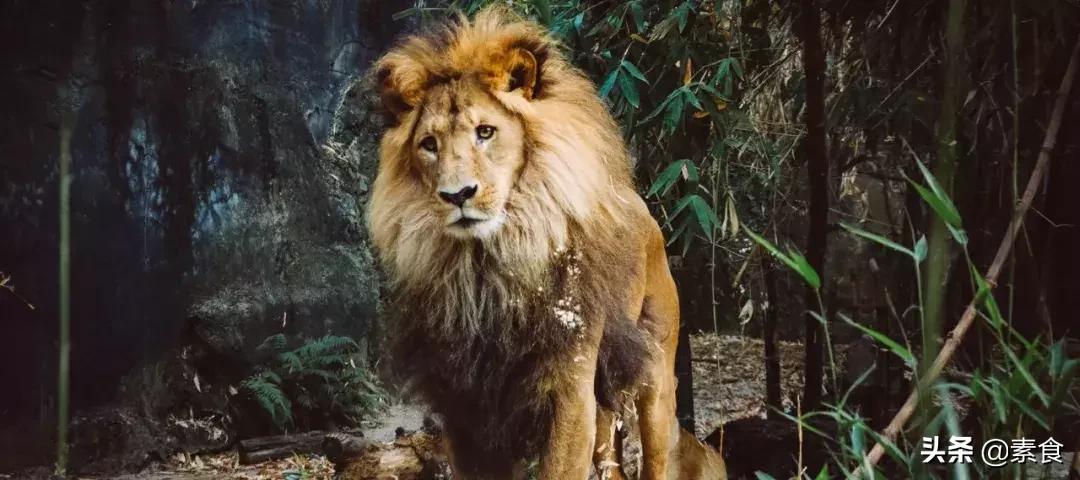 如何看待为了保护动物而吃素,素食拯救了我的生命