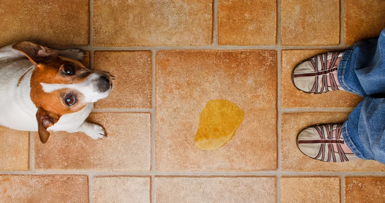 狗狗犯错了怎么正确的教训,狗狗犯错后如何正确告诉它犯错了