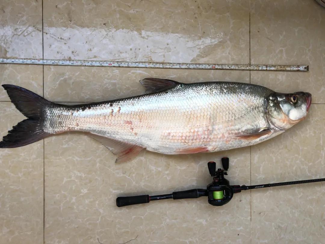 「渔获名人堂周榜」这两位粉丝钓友，你们太牛了