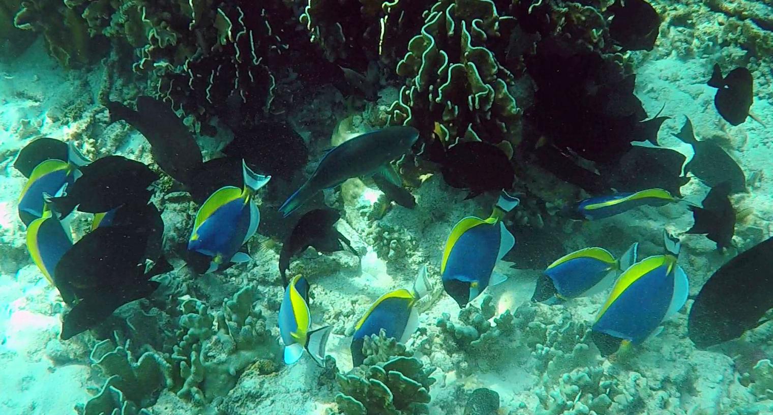 泰国普吉岛斯米兰岛旅游攻略,泰国旅游普吉岛的夏天皮皮岛浮潜