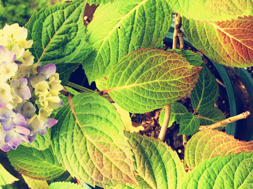 刚种的绣球花蔫了怎么办怎么补救,新买的绣球花叶子焦枯是什么病