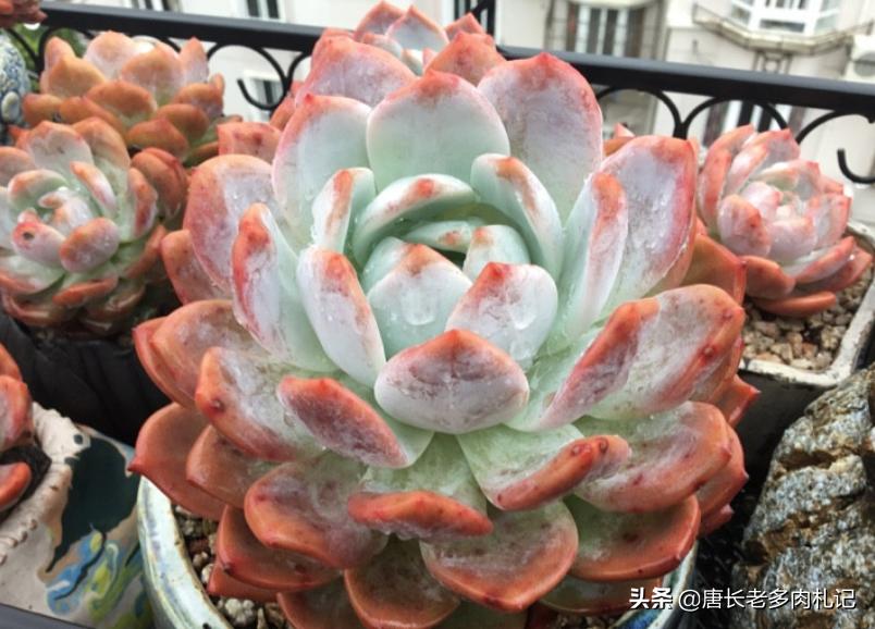 不怕晒的多肉该有哪几种,肉友喜欢的多肉品种