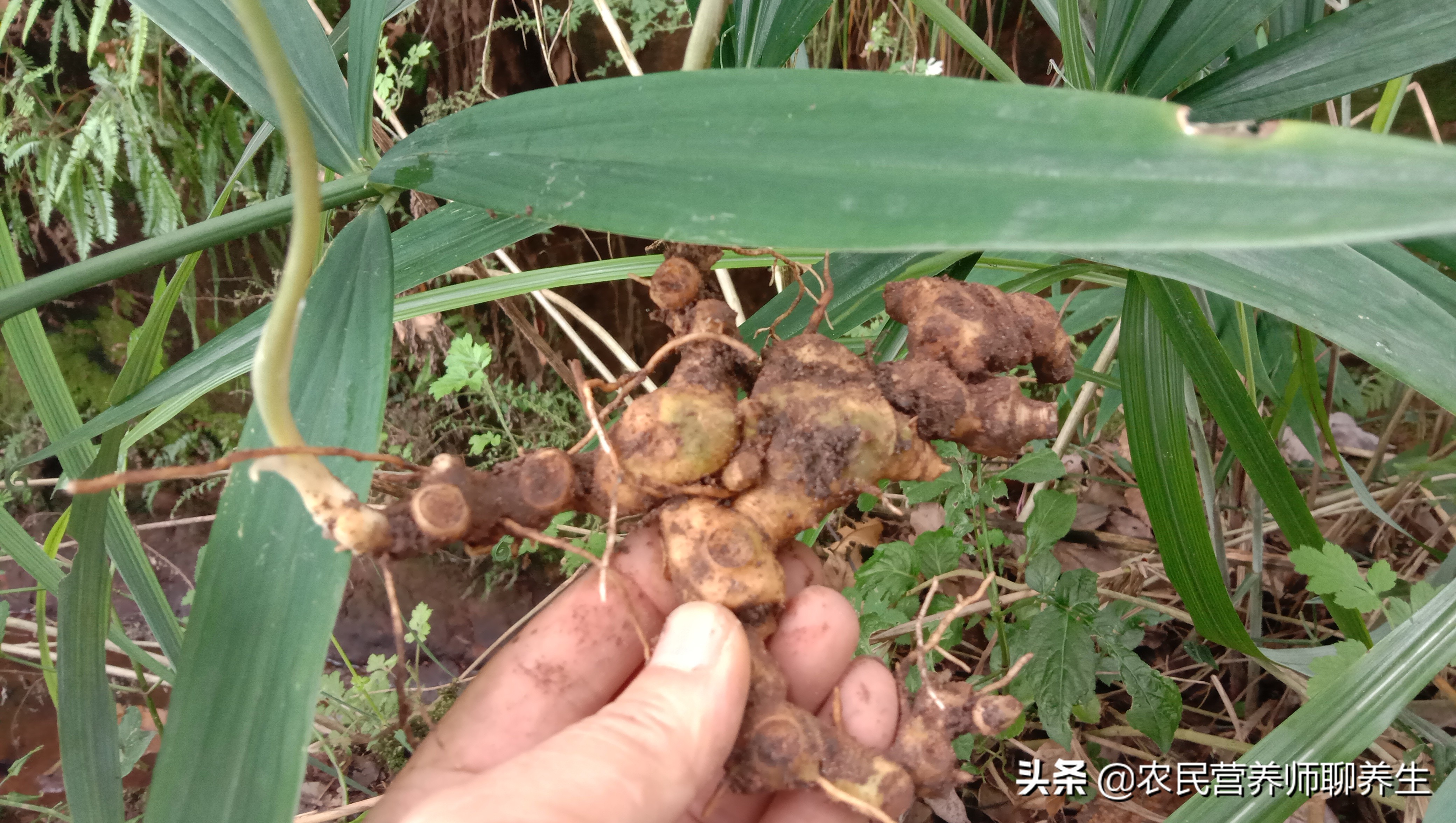 农民叫它“鸡头参”,加枸杞煮水,让爷爷童颜焕发,值得一看