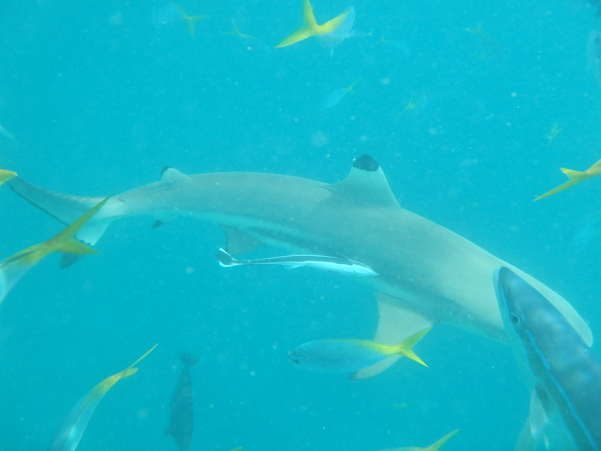 帕劳太平洋水族箱,潜水胜地帕劳水族箱