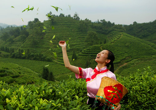 祁门红茶的香气怎么来的,祁门红茶哪一种最香