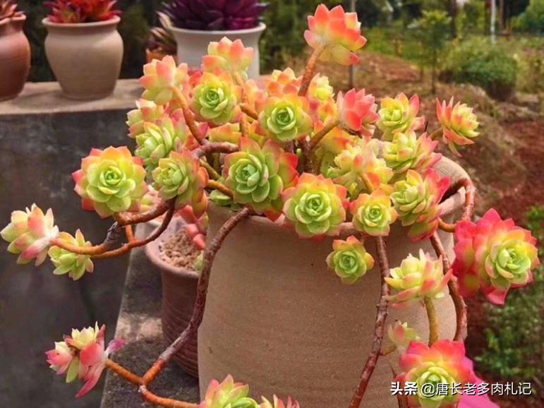 多肉上盆后一直不服盆怎么办,多肉阿伦培夏天上盆好服盆吗