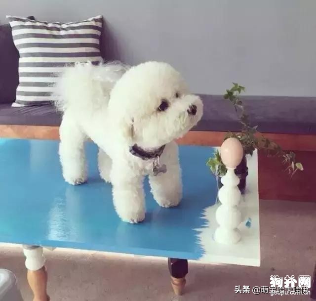 比熊犬厕所推荐,比熊犬怎么训练详细教程