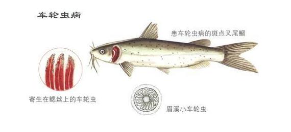 爱鲤说,夏季锦鲤鱼池怎么预防疾病