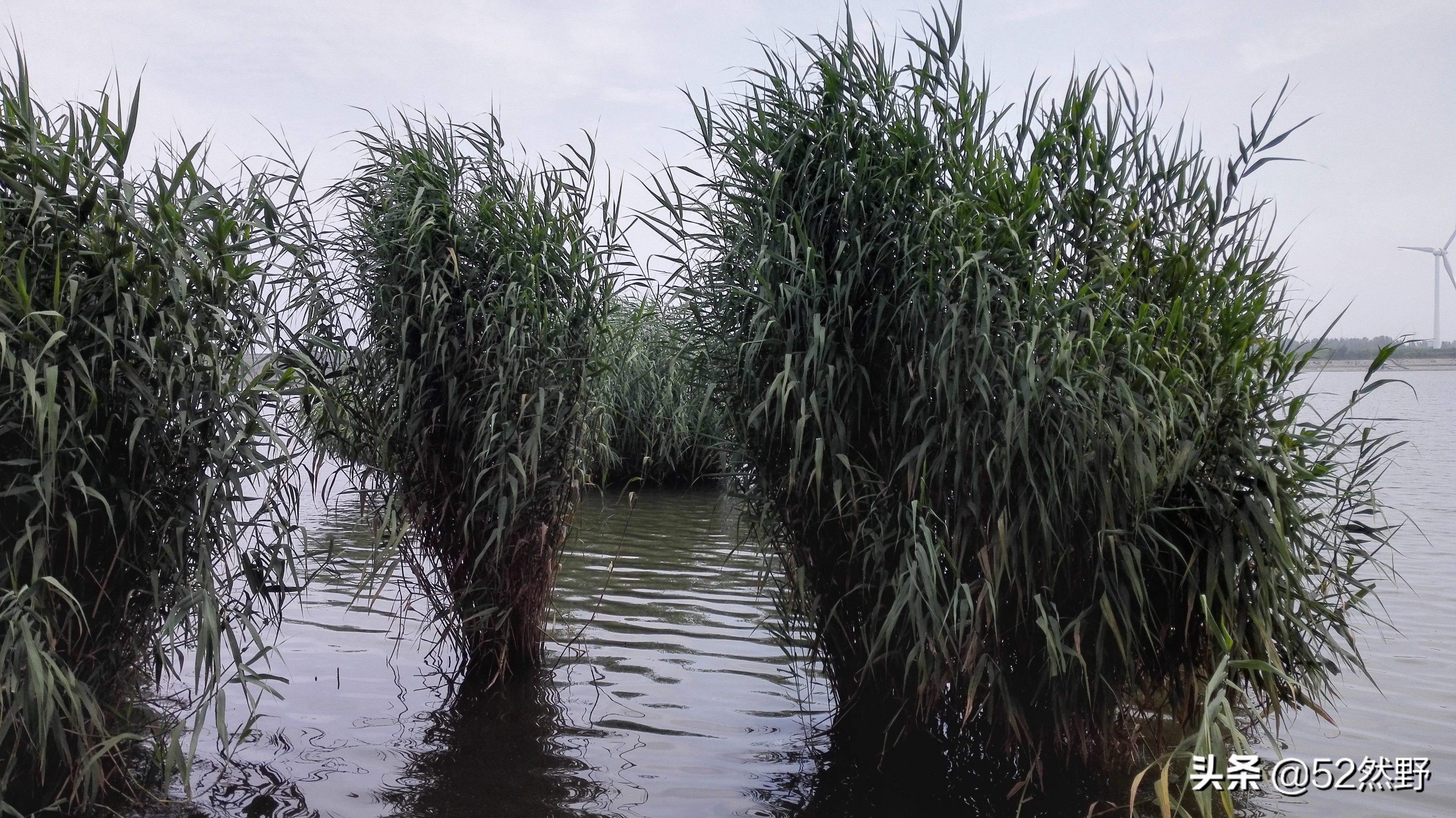 桑干河原唱完整版,桑干河诗句