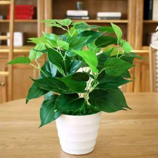 甲醛克星植物排行榜最新,甲醛最怕三个克星植物