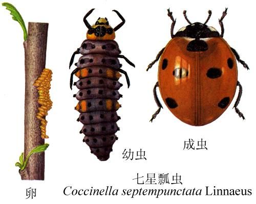 吃肉的瓢虫是农夫的好帮手，别再将它们一网杀尽啦！