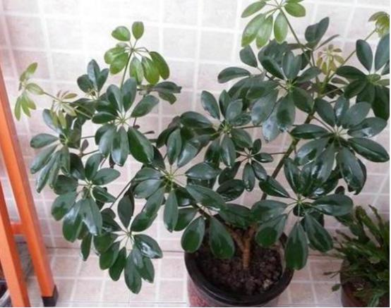 5种有毒的花,5种花除甲醛又净化空气