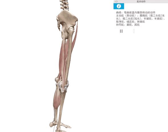 跑步膝盖外侧髂胫束如何快速恢复,跑步膝关节内侧痛的原因和治疗