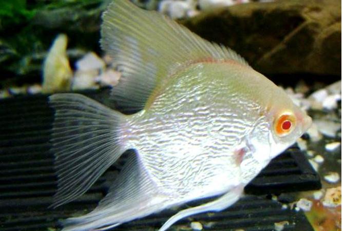 养观赏鱼小知识大全,养观赏鱼知识大全