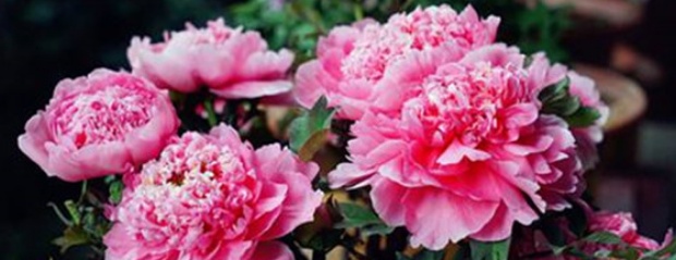 牡丹怎么养用什么肥料,牡丹怎么养活