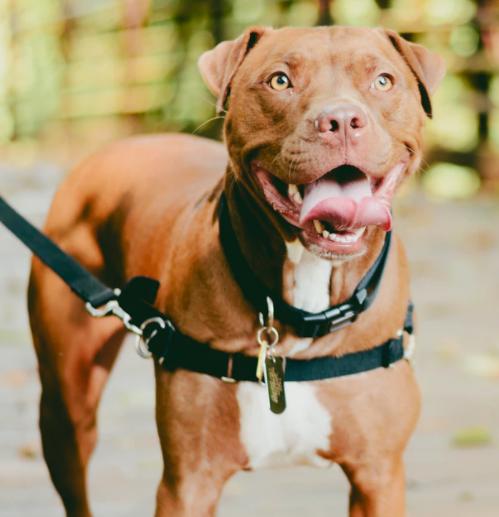 狗狗爪子受伤用什么药,狗狗的爪子受伤了怎么处理