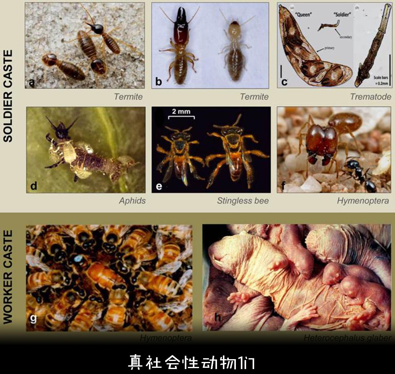 蝗虫有什么特别之处,蝗虫什么情况下有毒