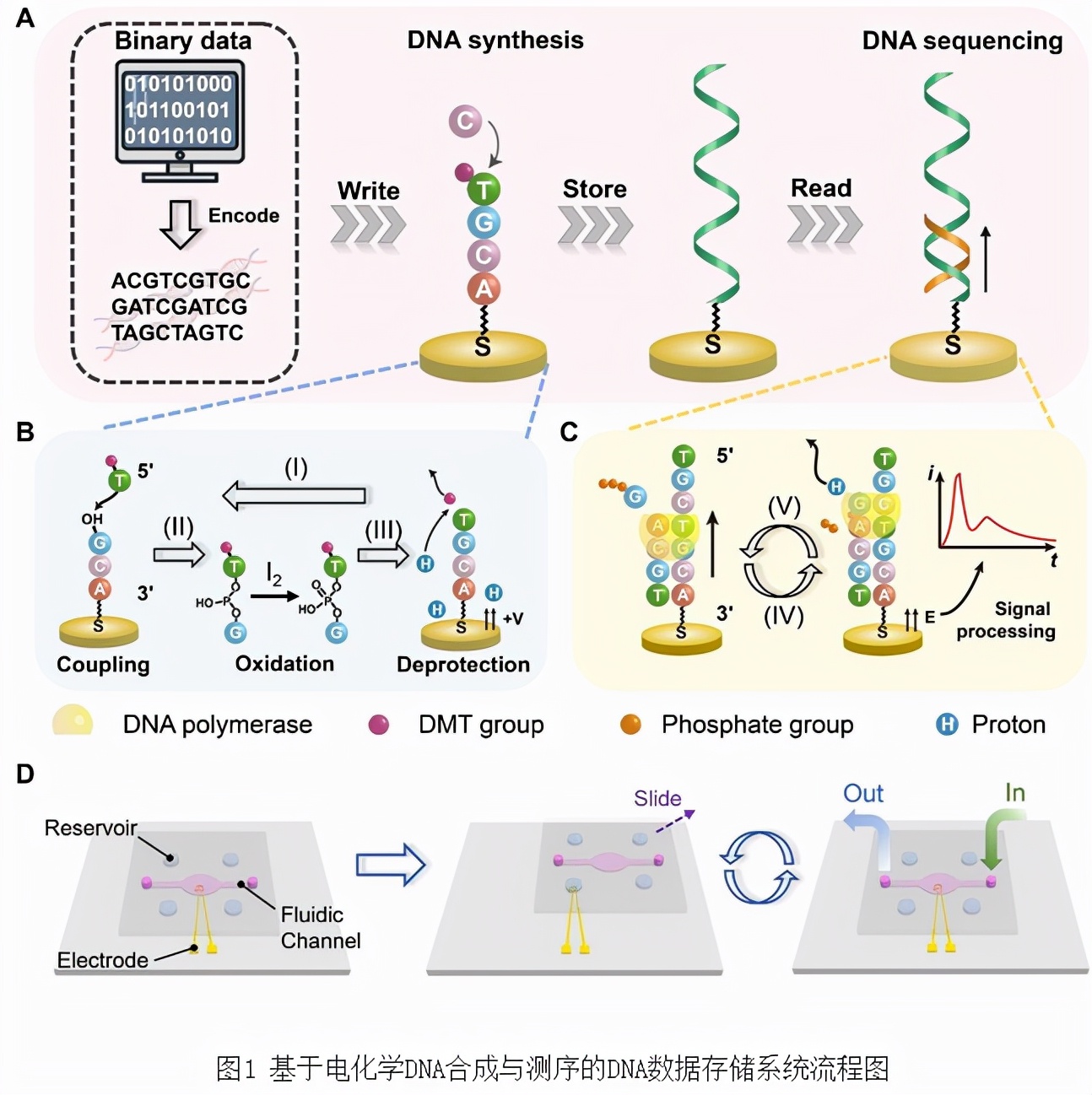 国际关注！江苏80后教授成果被美国永久收藏，近日还把校训写进DNA！
