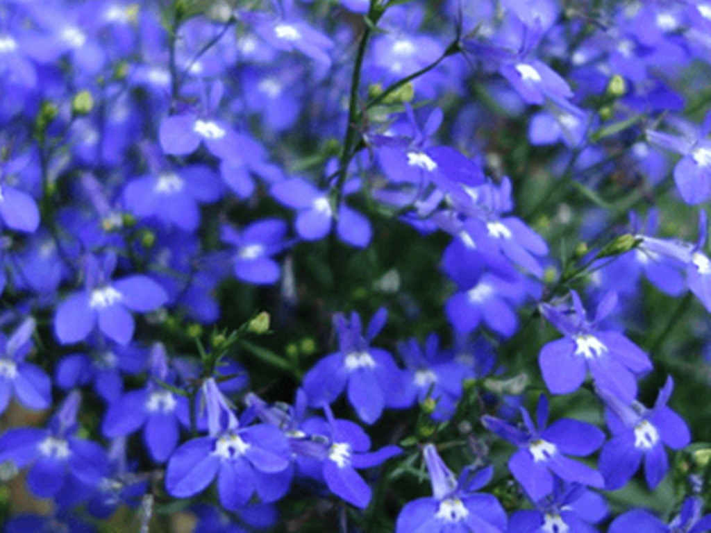 怕高温的六倍利夏季如何开爆盆？创造合适条件，从夏开到秋不难