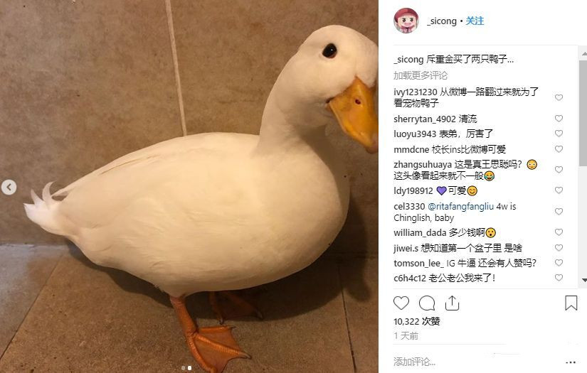 王思聪买的宠物鸭,王思聪买的鸭子