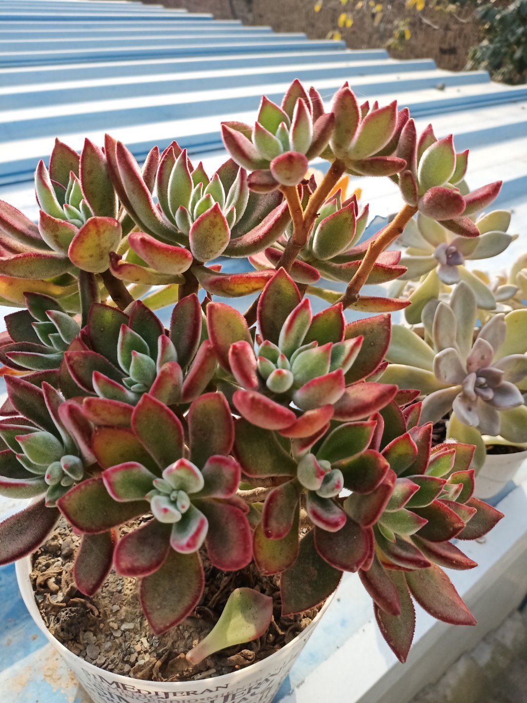 锦晃星茎部长芽,锦晃星两个头需要掐掉一个吗