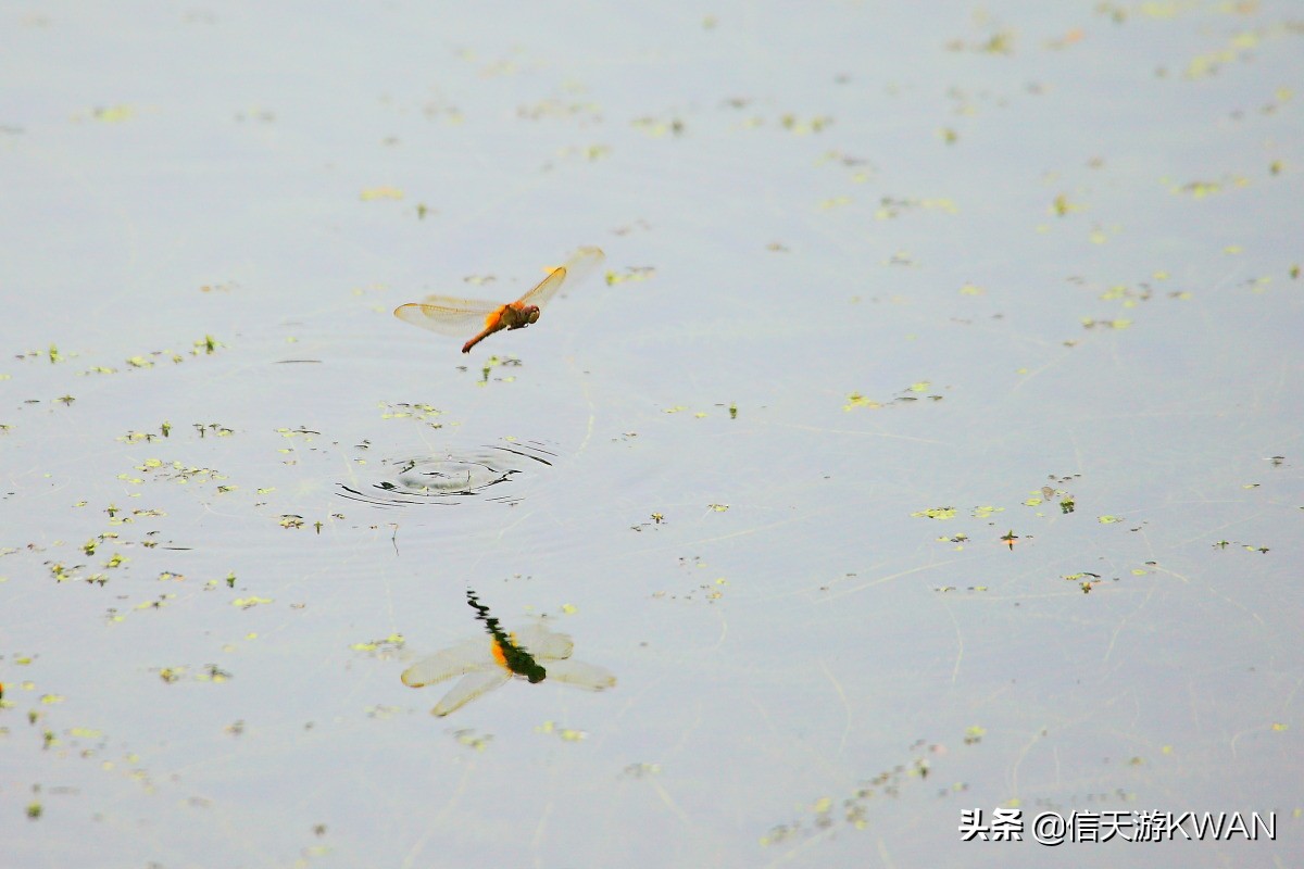 澶忚嚦宸茶嚦鑽疯姳鏅偣 (澶忚嚦宸茶嚦閭ｅ氨蹇樺嵈鐐庣儹鍘昏祻鑺卞惂)