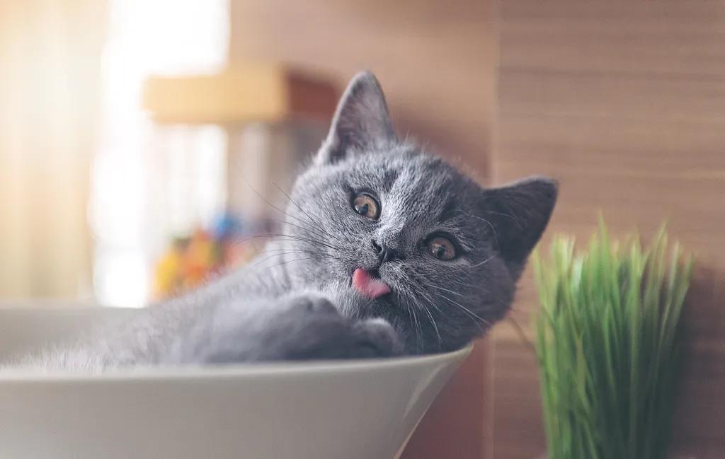 宠爱有家小说,宠爱有家猫粮怎么样